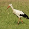 Cap bily - Ciconia ciconia - White Stork 5670